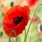 Super Seeds Papaver Rhoeas Flanders Flower Corn Red Filed Poppy 20000 Pcs