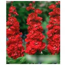 Super Seeds Matthiola Incana Scarlet Beautiful Flower 50 Pcs