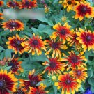 Super Seeds Rudbeckia Hirta Flower Black Eyed Susan Cornflower Orange Fudge 600 Pcs