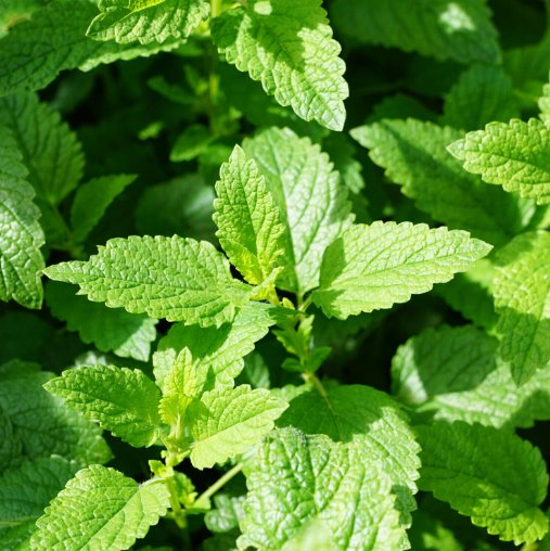 Super Seeds Melissa officinalis Lemon Balm Herb Garden 1000+ Pcs
