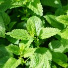 Super Seeds Melissa officinalis Lemon Balm Herb Garden 1000+ Pcs