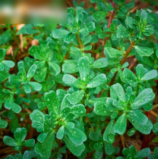 Super Seeds Portulaca oleracea sativa Juicy Succulent Herb Green Purslane 2000 Pcs
