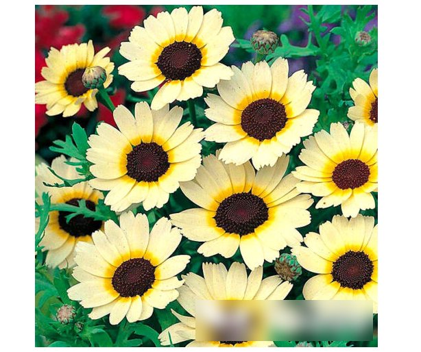 Super Seeds Chrysanthemum segetum Corn Marigold Eastern Star 300 Pcs