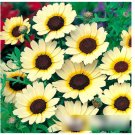 Super Seeds Chrysanthemum segetum Corn Marigold Eastern Star 300 Pcs
