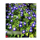Super Seeds Convolvulus tricolor minor Dwarf Morning Glory Royal Ensign Blue 100+ Pcs