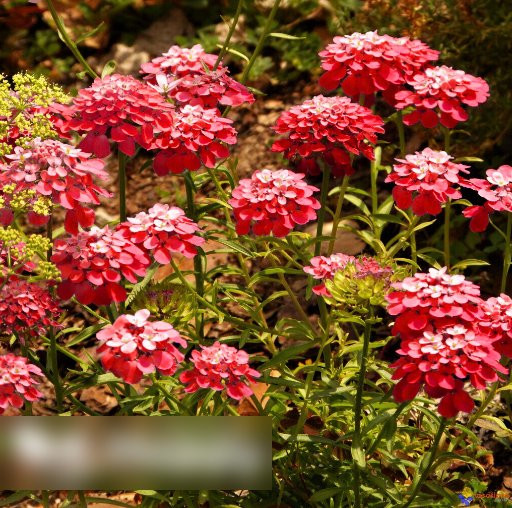 Super Seeds Iberis Umbellata Candytuft Carmine Red Beautiful Flower 100 Pcs