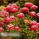 Super Seeds Iberis Umbellata Candytuft Carmine Red Beautiful Flower 100 Pcs