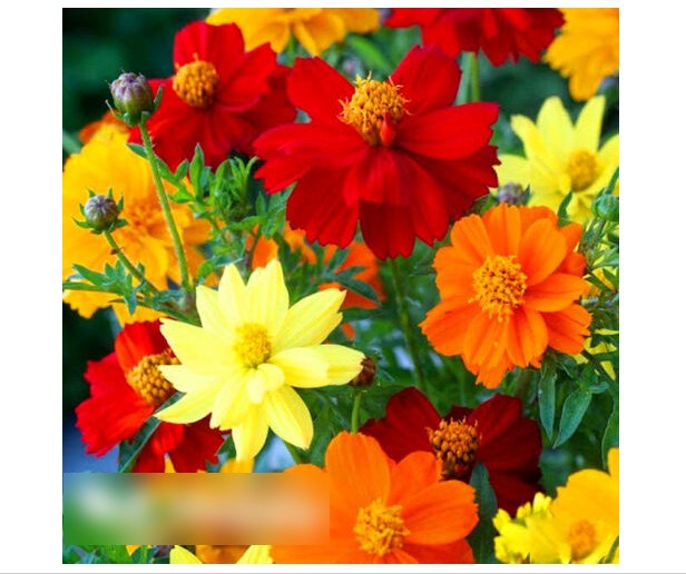 Super Seeds Cosmos sulphureus semidouble Flower Carpet Mixed 60 Pcs