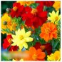 Super Seeds Cosmos sulphureus semidouble Flower Carpet Mixed 60 Pcs