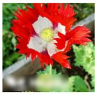 Super Seeds Papaver somnifer Poppy Danish Flag 2000+ Pcs