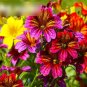 Super Seeds Salpiglossis sinuata Superbissima Painted Tounge Mix 800 Pcs
