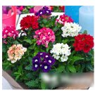 Super Seeds Verbena hybrida Florist Mix Beautiful Flower 200 Pcs