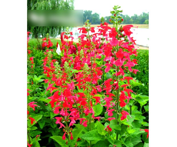 Super Seeds Salvia coccinea Texas Sage Scarlet 300 Pcs