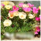 Super Seeds Portulaca grandiflora Rockery Flower Moss Rose Single 2000 Pcs