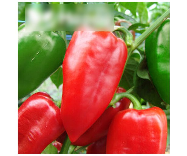 Super Seeds Dark Heart Red Shaped Pepper Vegetable Sandra 70 Pcs