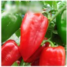 Super Seeds Dark Heart Red Shaped Pepper Vegetable Sandra 70 Pcs