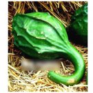 Super Seeds Calabash Lagenaria siceraria Bottle gourd Cavemans Club Cucurbita 5 Pcs