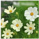 Super Seeds Cosmos Bipinnatus Sunset Yellow Beautiful Flower 50 Pcs