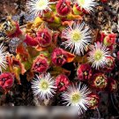 Super Seeds Mesembryanthemum Crystallinum Ice Plant 700 Pcs