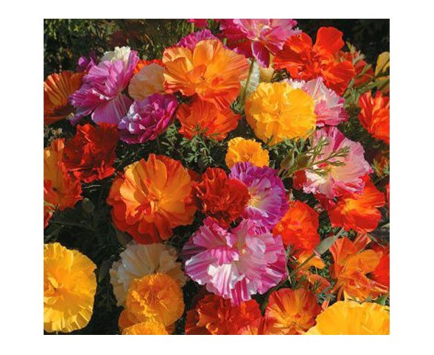 Super Seeds Eschscholtzia California Double Poppy Ballerina Mix 300 Pcs