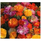 Super Seeds Eschscholtzia California Double Poppy Ballerina Mix 300 Pcs