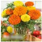 Super Seeds African Marigold Calando Mix Beautiful Flower 100 Pcs