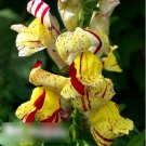Super Seeds Antirrhinum Majus Brighton Rock striped mix Snapdragon 1000 Pcs