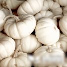 Super Seeds Cucurbita pepo Baby Boo White Pumpkin 5 Pcs