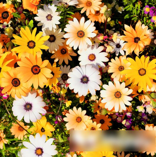 Super Seeds Dimorphotheca Sinuata Dwarf Daisy African Orange Yellow Mix 500 Pcs