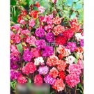 Super Seeds Clarkia unguiculata elegans Garland Flower Double Mix 3000 Pcs