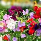 Super Seeds Latyrus odoratus Sweet Pea Royal Dreams Mixed 50 Pcs