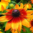 Super Seeds Rudbeckia Hirta nana Golden Coneflower Rustic Dwarf 1000 Pcs