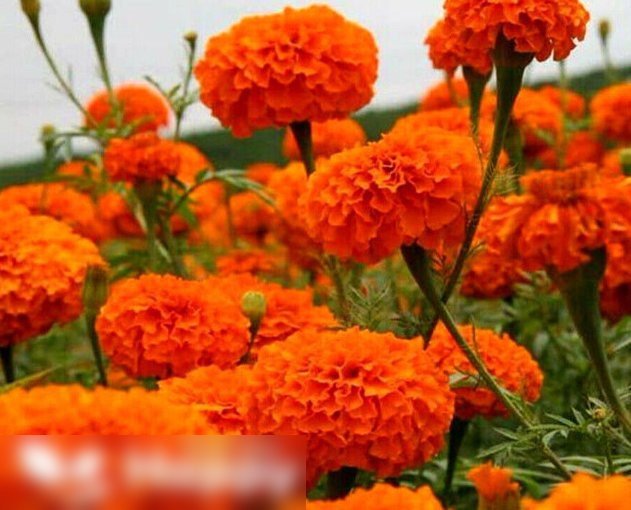 Super Seeds Tagetes Erecta African Marigold Tall Sierra Beautiful Flower 300 Pcs
