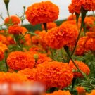 Super Seeds Tagetes Erecta African Marigold Tall Sierra Beautiful Flower 300 Pcs