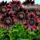 Super Seeds Helianthus annuus tall Sunflower Chocolate Beautiful Flower 40 Pcs