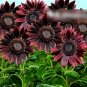 Super Seeds Helianthus annuus tall Sunflower Chocolate Beautiful Flower 40 Pcs