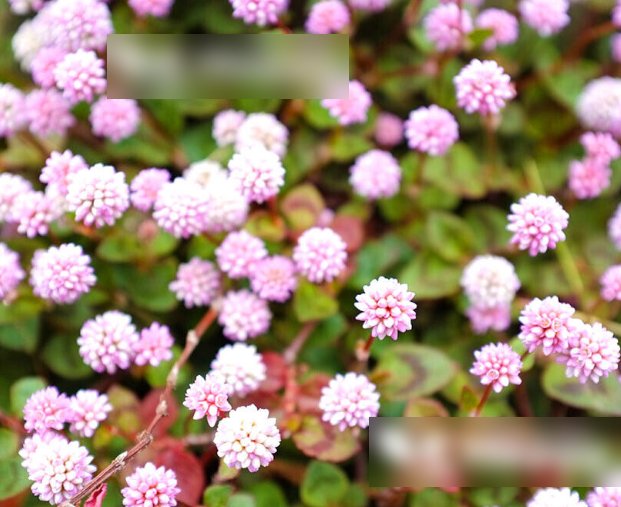 Super Seeds Persicaria capitata Rockery Punching Balls Beautiful Flower 100+ Pcs