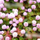 Super Seeds Persicaria capitata Rockery Punching Balls Beautiful Flower 100+ Pcs