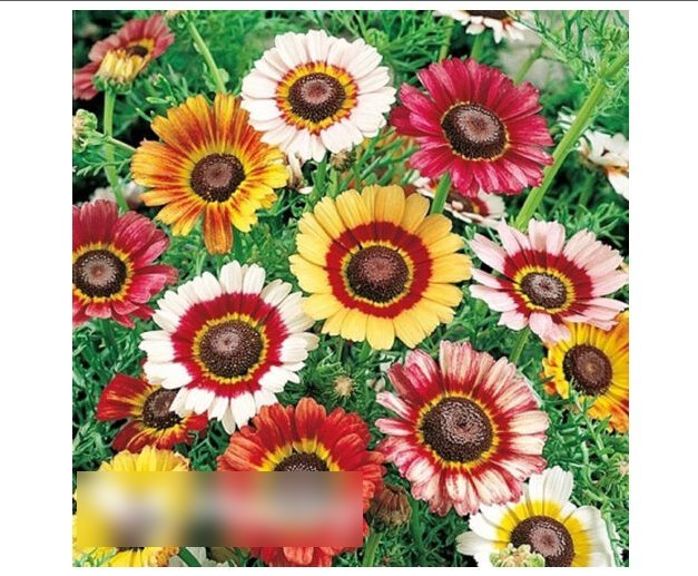 Super Seeds Chrysanthemum Carinatum Painted Daisy Rainbow Mix 700+ Pcs