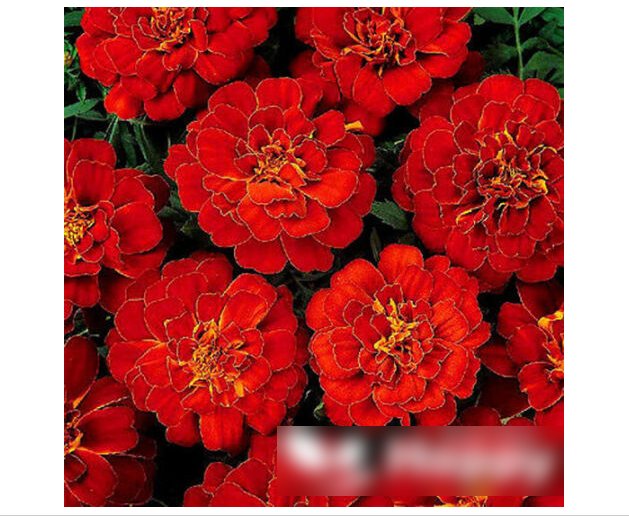 Super Seeds Tagetes patula nana French Marigold Double Brocade Red 300+ Pcs
