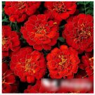 Super Seeds Tagetes patula nana French Marigold Double Brocade Red 300+ Pcs