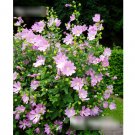 Super Seeds Malva moschata Musk Mallow Rosea Beautiful Flower 300 Pcs