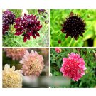 Super Seeds Scabiosa atropurpurea Pincushion Flower Sweet Scabious Double 200 Pcs