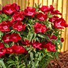 Super Seeds Clarkia Amoena Godetia Brilliant Red Beautiful Flower 2000 Pcs