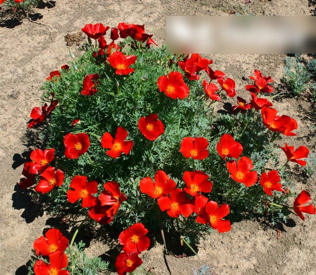 Super Seeds Eschscholzia californica Poppy Red Chief Beautiful Flower 2000 Pcs