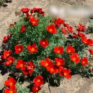Super Seeds Eschscholzia californica Poppy Red Chief Beautiful Flower 2000 Pcs