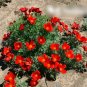 Super Seeds Eschscholzia californica Poppy Red Chief Beautiful Flower 2000 Pcs