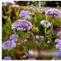 Super Seeds Didiscus Caeruleus Trachymene Blue Lace Beautiful Flower 50 Pcs