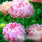Super Seeds Pink Peony Paeony Aster Delicate Beautiful Flower 100+ Pcs