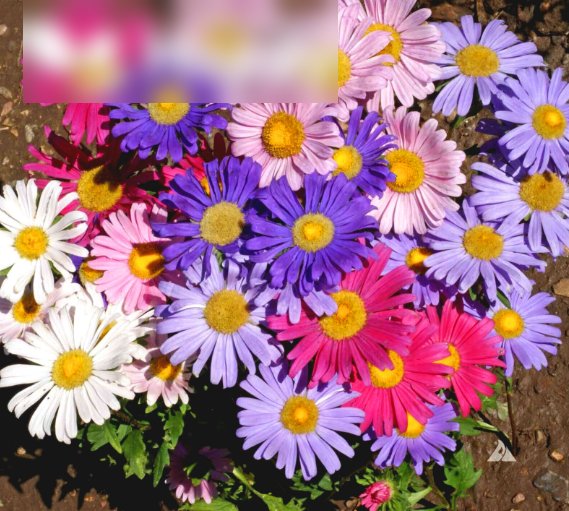 Super Seeds Drought Tolerant Aster Dwarf Rainbow Mixed Beautiful Flwoer 400+ Pcs